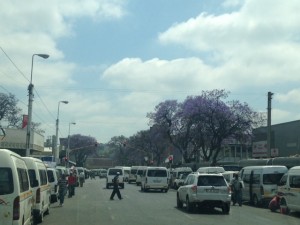 Taxis and jacarandas