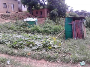 Magubane veg garden [Zimasa]