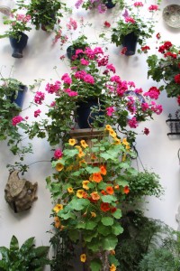Cordoba patio festival flowers 3