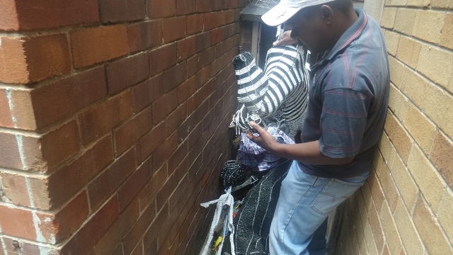 Telmore Masangudza carries a small zebra sculpture out from the where he stores his artworks in the block of flats where he lives in Rosebank.