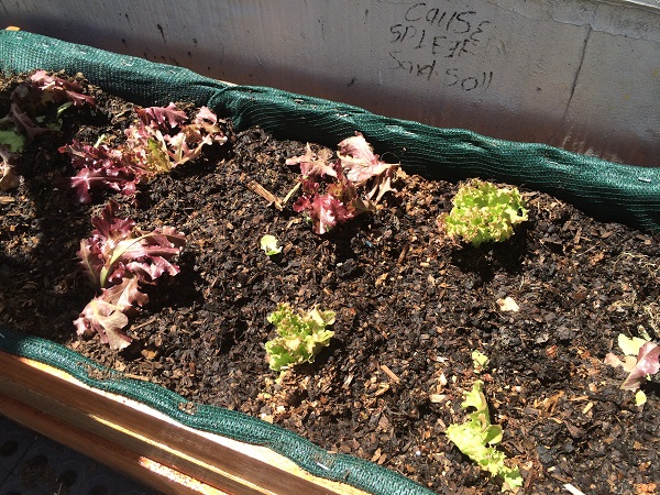 Lettuce grown from Jozi Food Farmer's Braamfontein rooftop garden on the corner of 70 Juta.