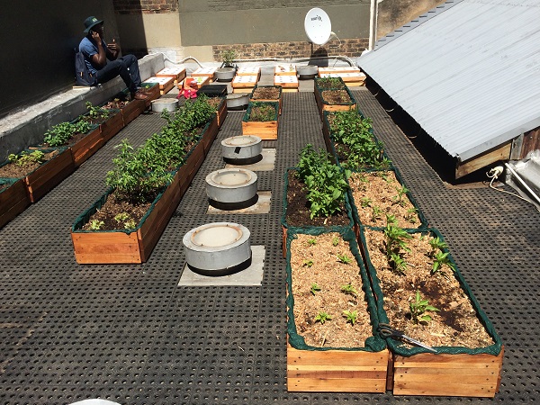 Jozi Food Farmer's Braamfontein rooftop garden. In this garden they grow a variety of things including mint, rocket, lettuce and basil.