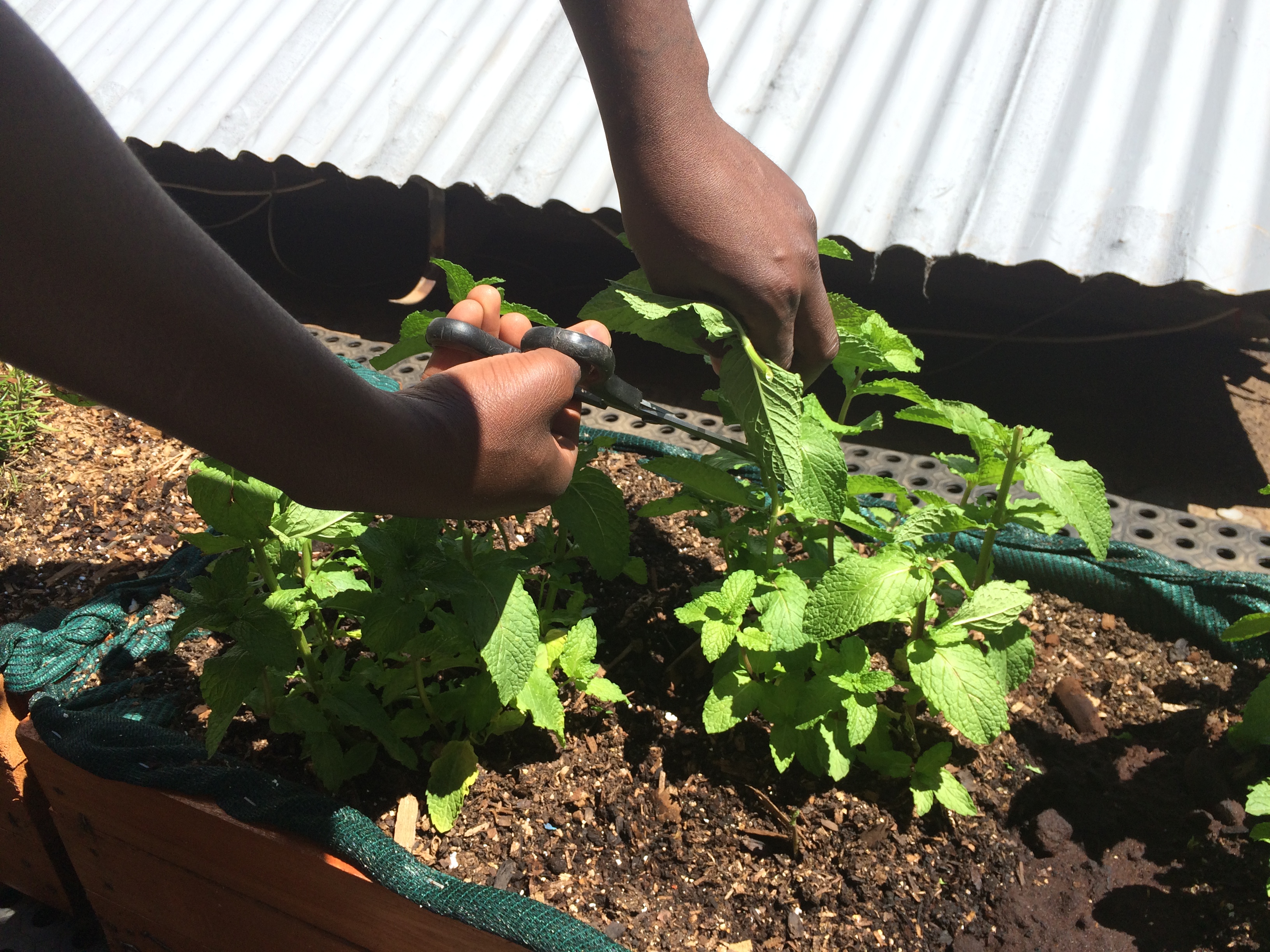 Ashleigh Machete cutting some mint from the Braamfontein rooftop garden.