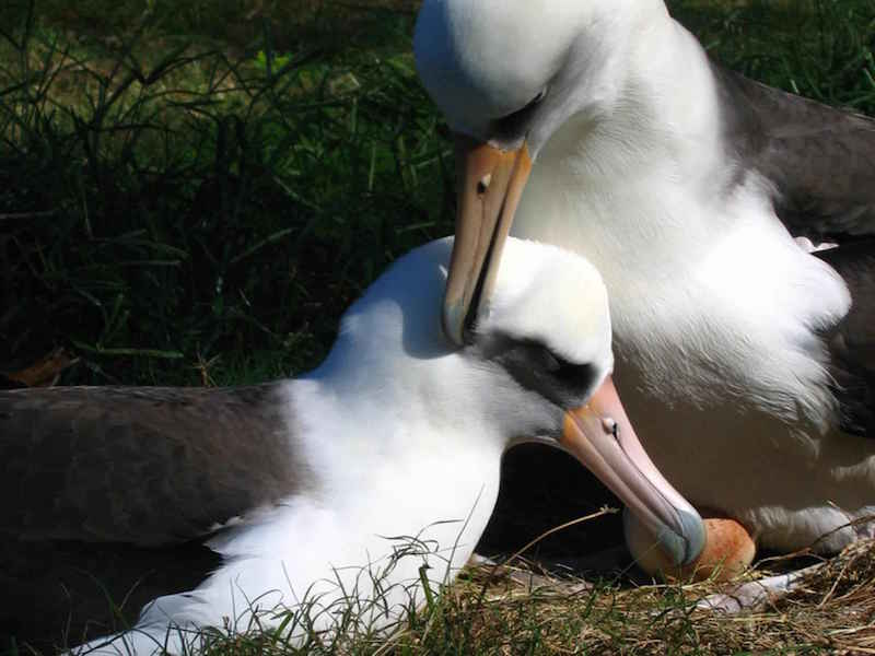 Image via Pixnio http://www.pixnio.com/free-images/fauna-animals/birds/albatross-birds-pictures/laysan-albatross/laysan-albatross-pair-birds.jpg 