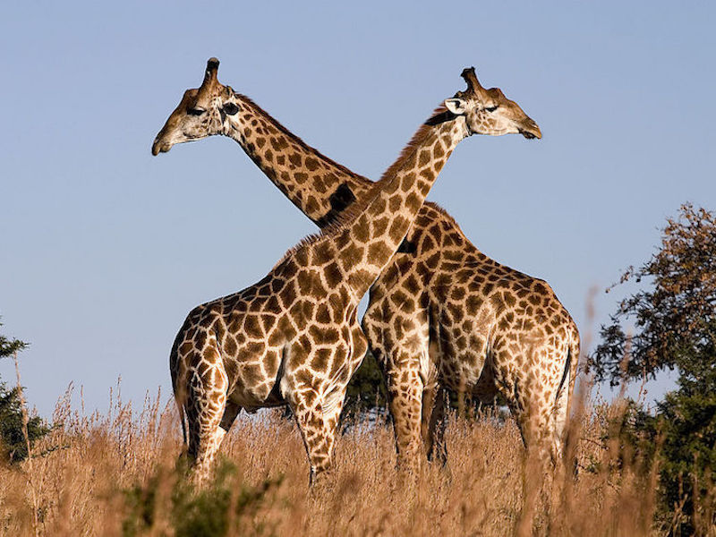Image via Wikimedia Commons https://upload.wikimedia.org/wikipedia/commons/thumb/0/02/Giraffe_Ithala_KZN_South_Africa_Luca_Galuzzi_2004.JPG/1024px-Giraffe_Ithala_KZN_South_Africa_Luca_Galuzzi_2004.JPG