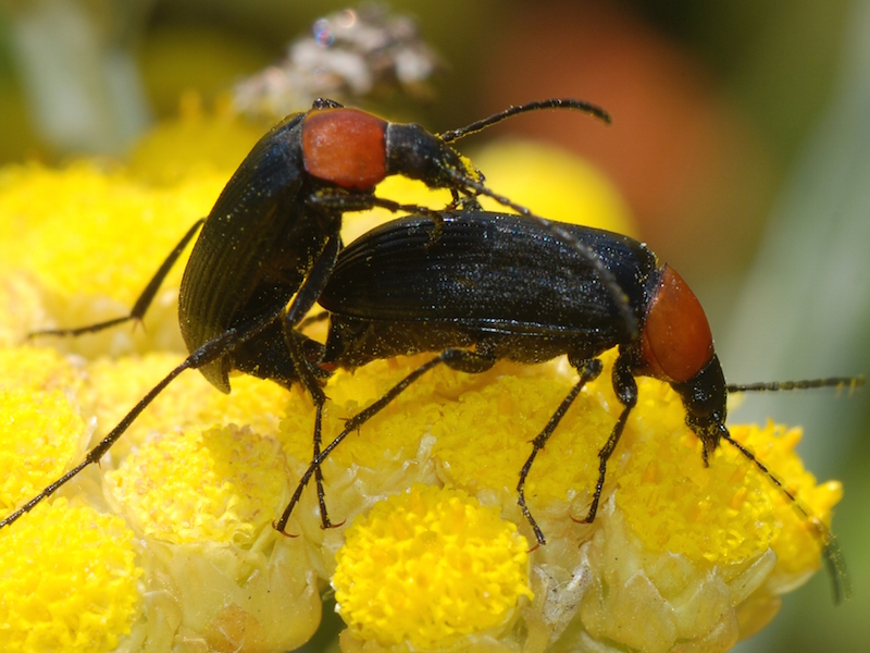 Image via Wikimedia Commons https://upload.wikimedia.org/wikipedia/commons/2/2d/Beetles_June_2008-1.jpg