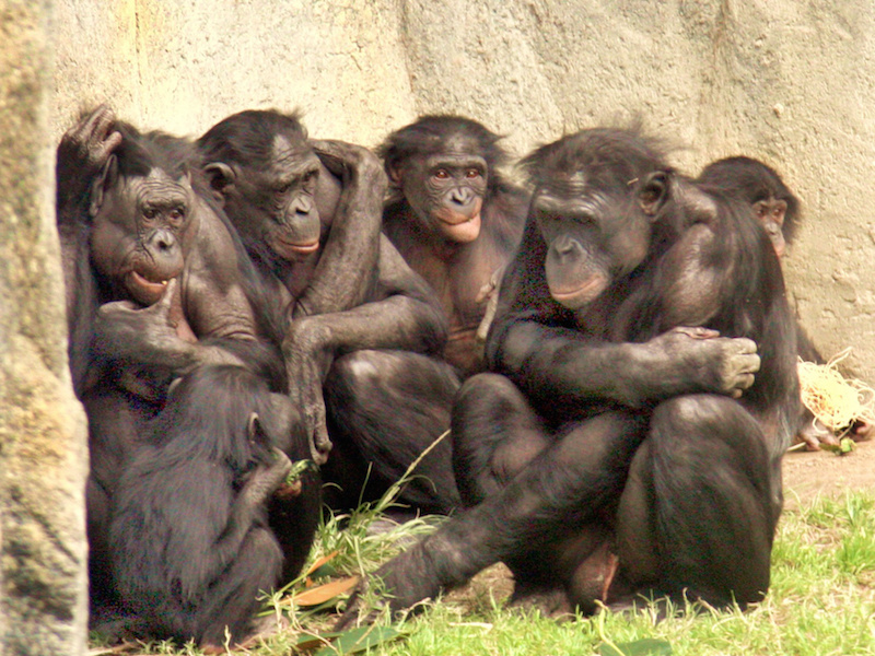 Image via Wikimedia Commons https://upload.wikimedia.org/wikipedia/en/7/76/6_bonobos_WHCalvin_IMG_1341.JPG
