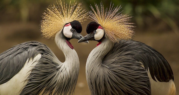 Ten examples of homosexual behaviour in the animal kingdom - The Daily Vox