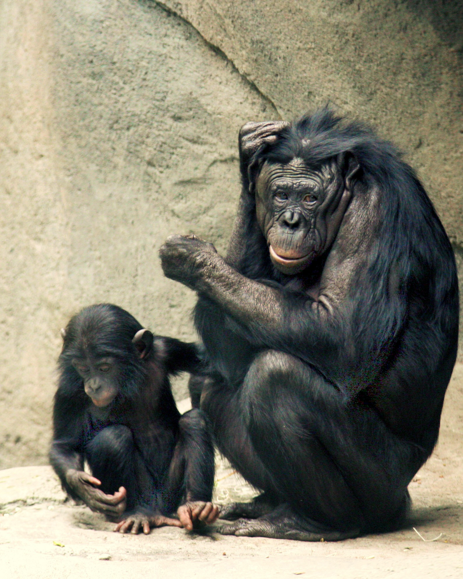 Bonobo monkeys - The Daily Vox